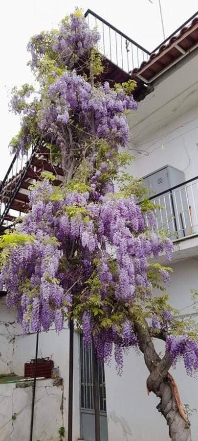 Vacation House Dionysia Villa เอยิโอ ภายนอก รูปภาพ